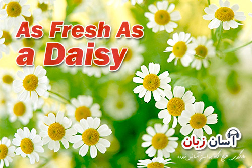As Fresh As a Daisy